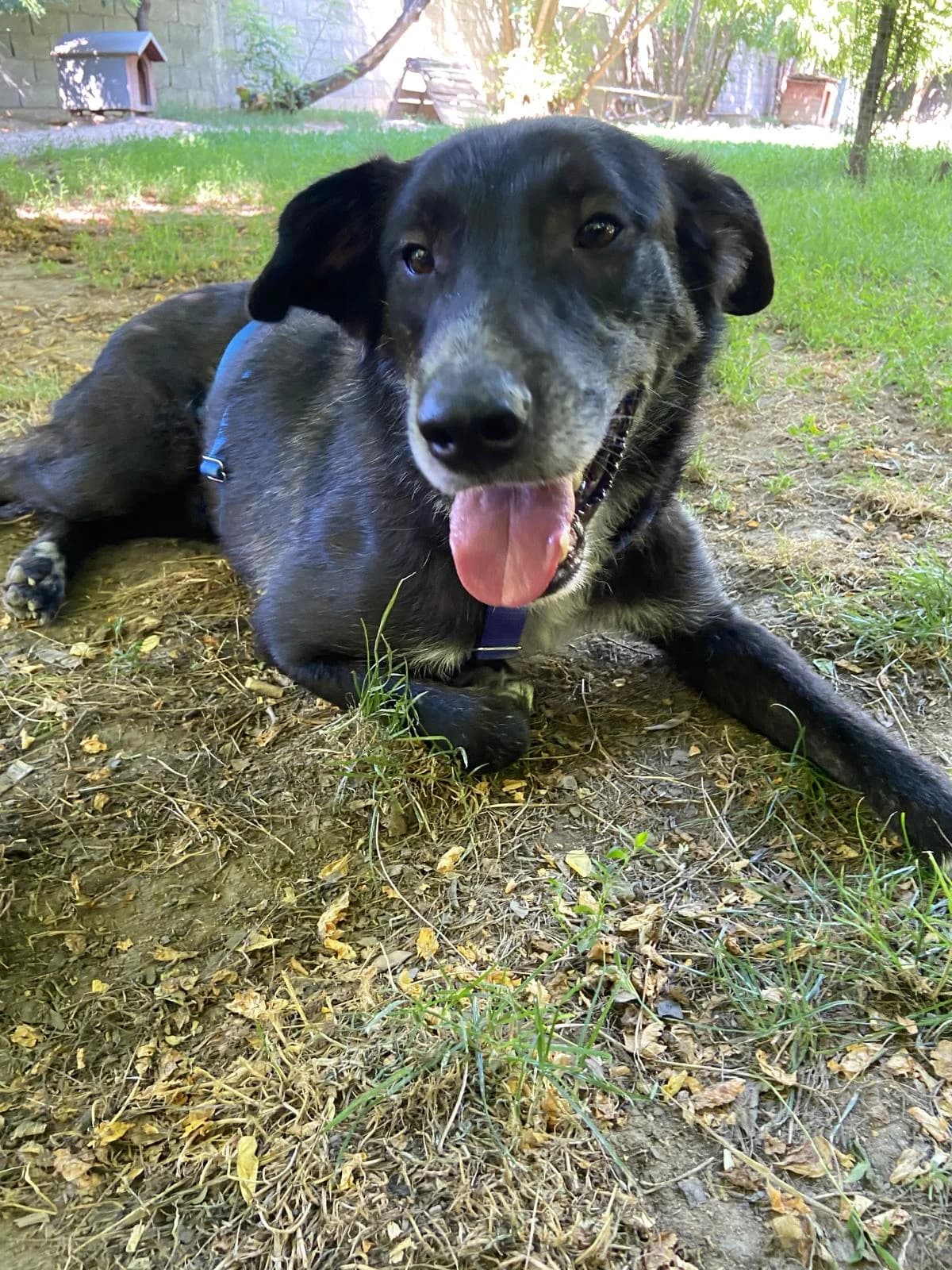Spyki, schwarz male senior Mixed Breed for adoption at Hundehoffnung-Berlin