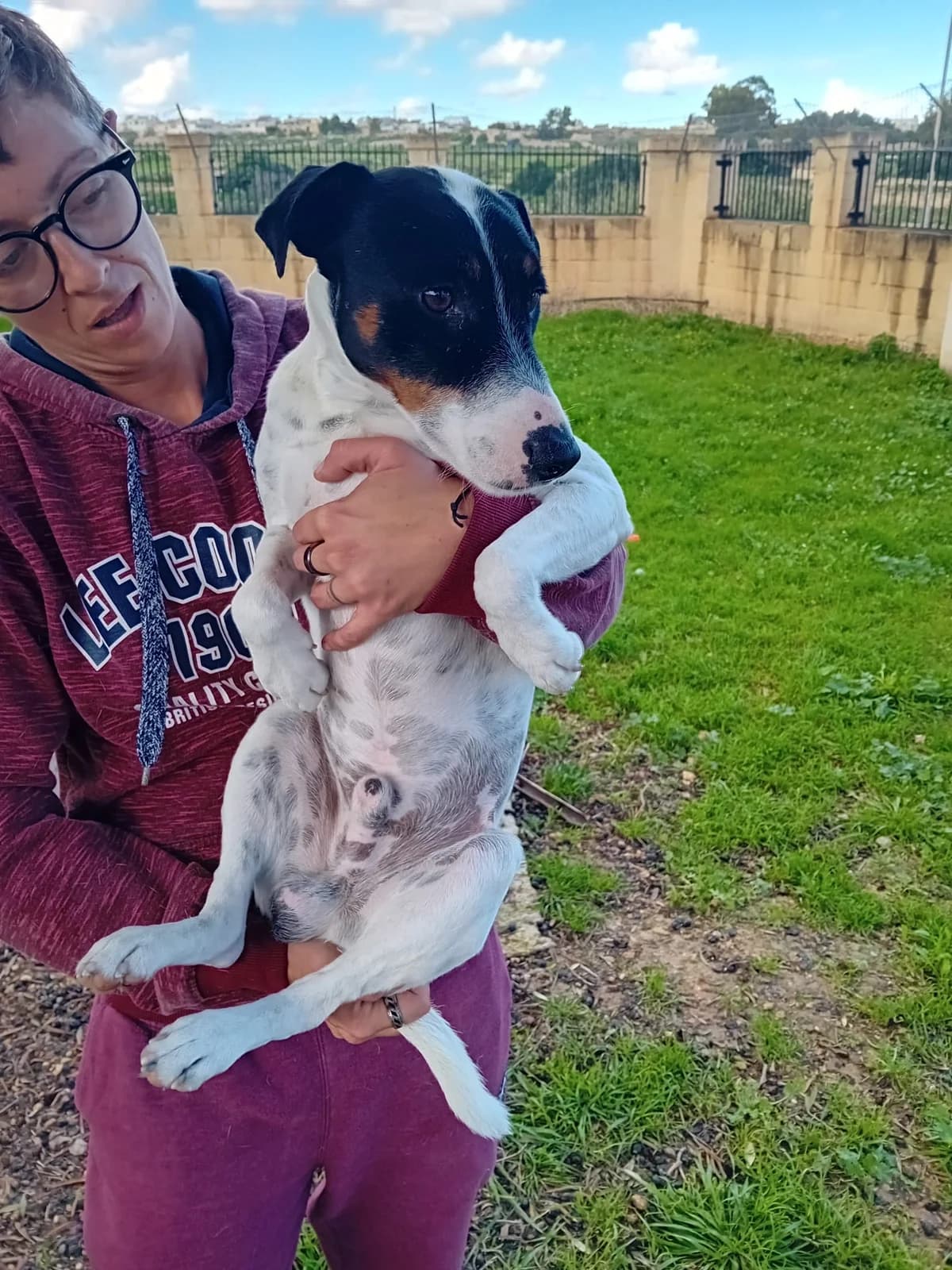 Kevin, male 4yo Shar Pei for adoption at Hundehoffnung-Berlin
