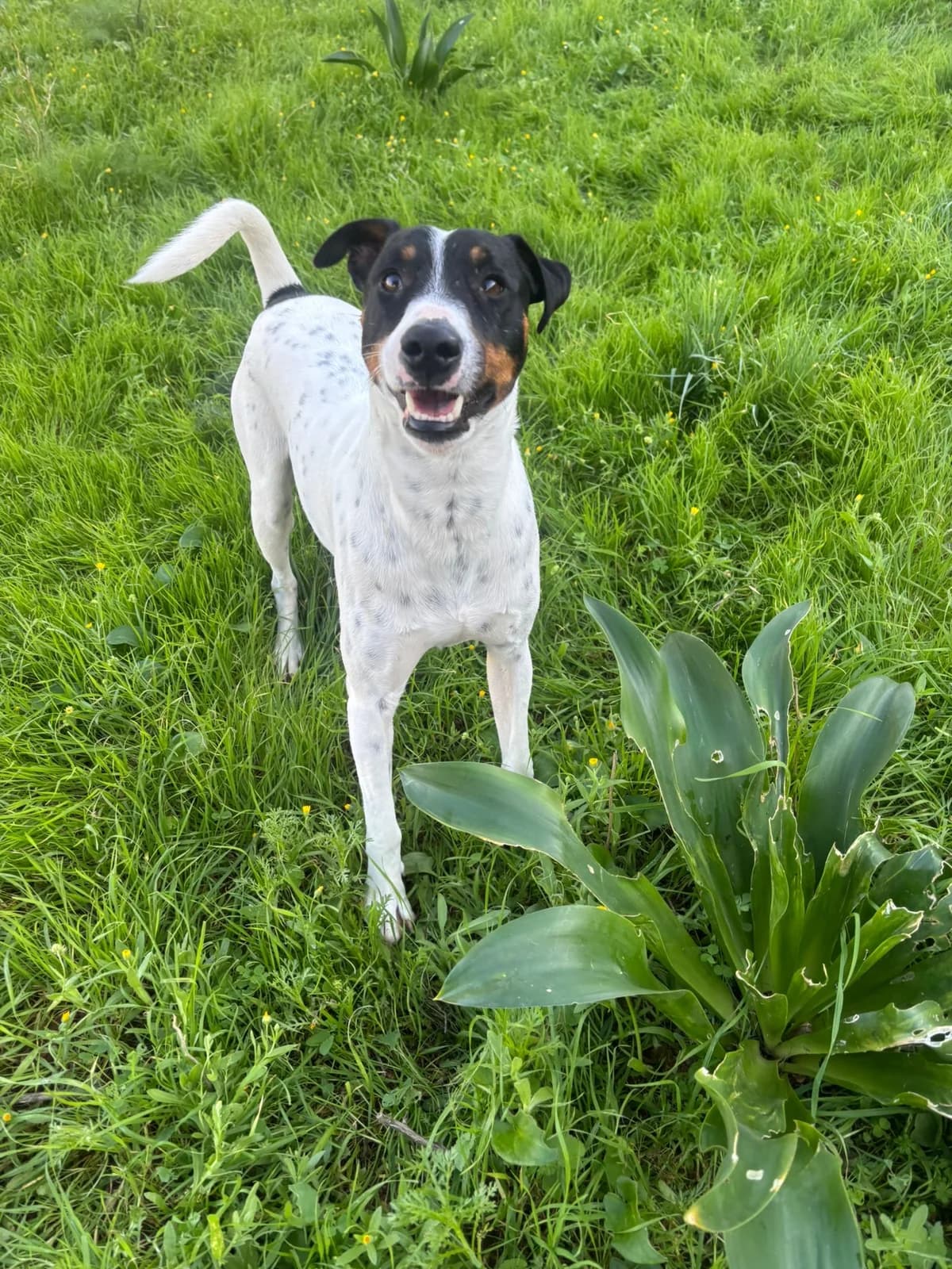 Kevin, male 4yo Mixed Breed for adoption at Hundehoffnung-Berlin