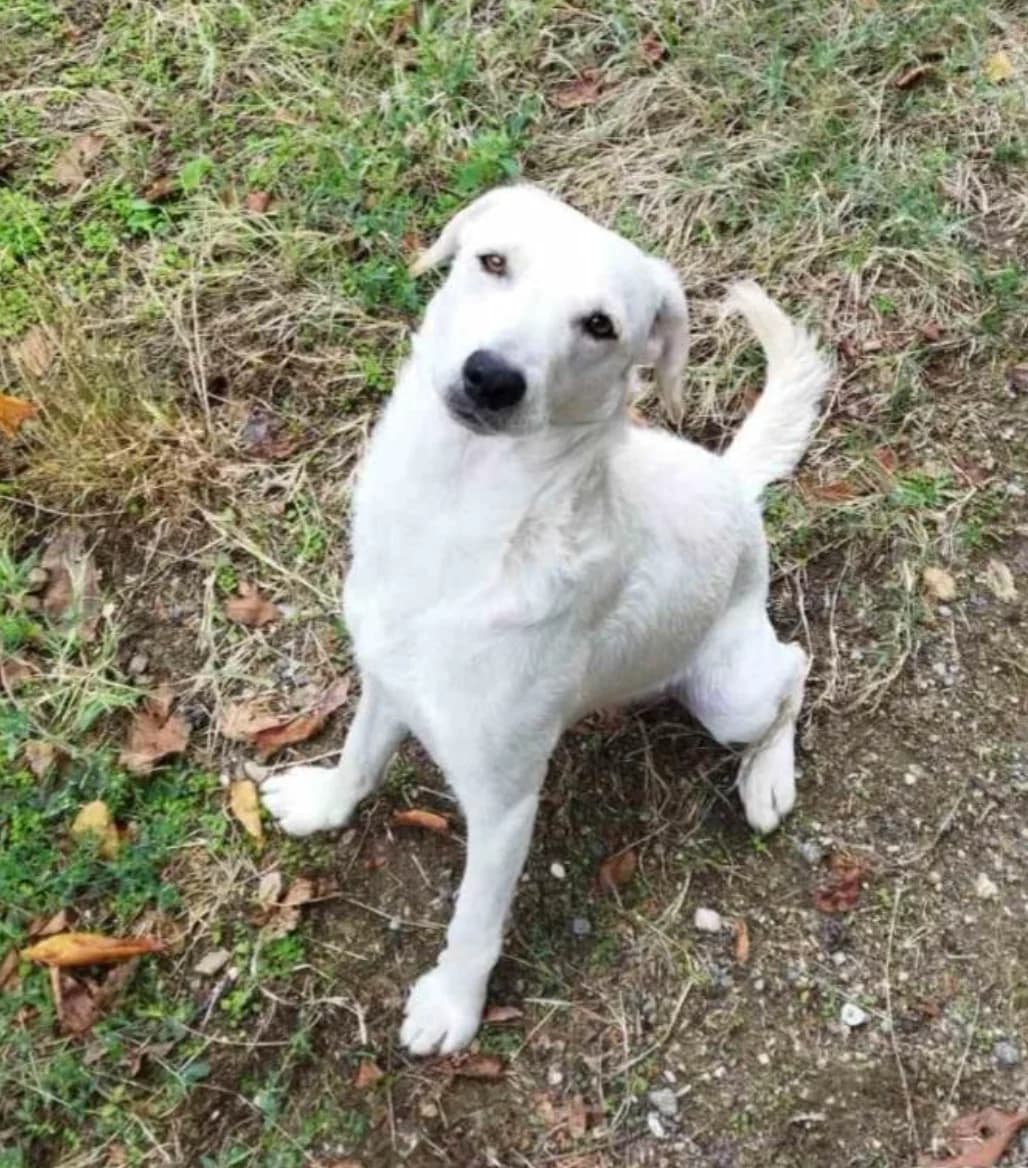 Baron, male senior Labrador Retriever for adoption at Hundehoffnung-Berlin