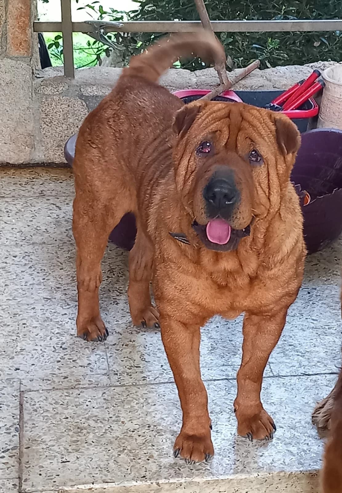Shia, female Shar Pei for adoption at Hundehoffnung-Berlin