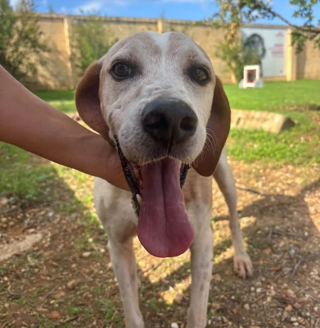 Pinu, male 7yo Mixed Breed for adoption at Hundehoffnung-Berlin