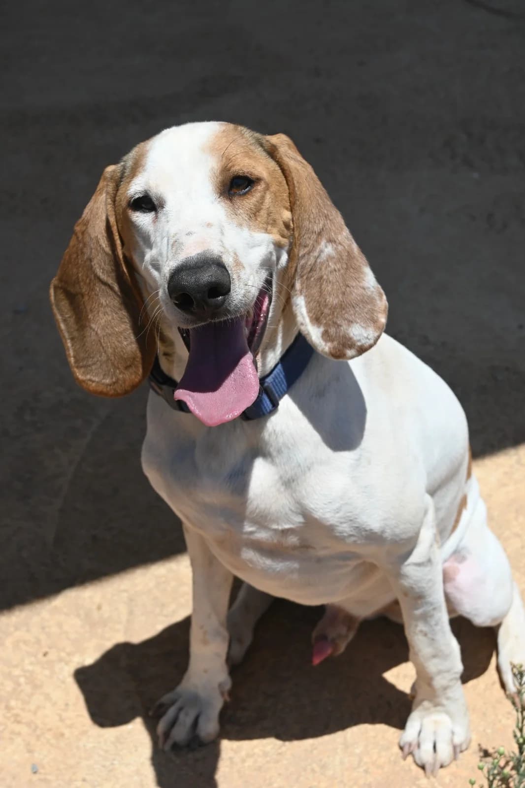 Oliver, male 3yo Mixed Breed for adoption at Hundehoffnung-Berlin