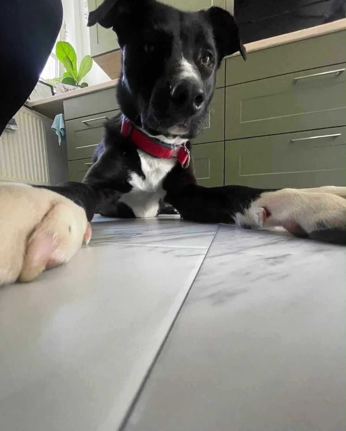 Pol, male 4yo Labrador Retriever for adoption at Hundehoffnung-Berlin