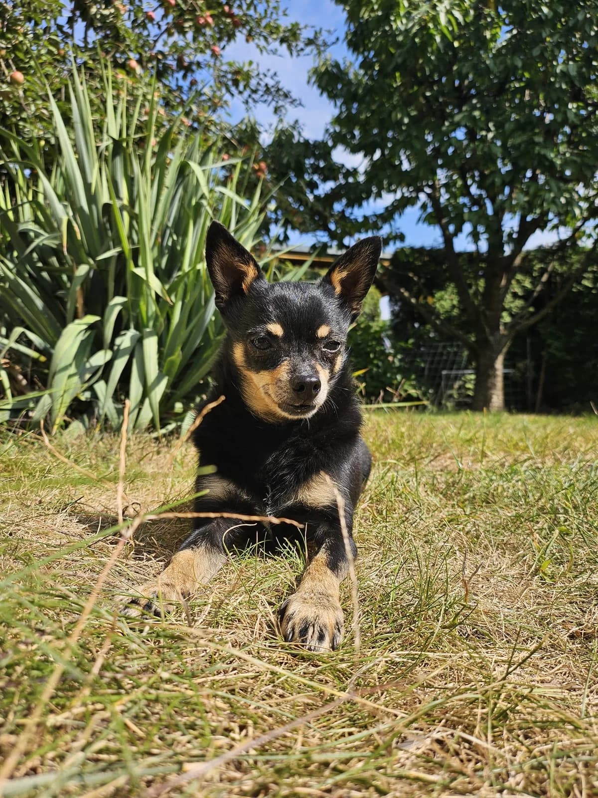 Jack, male 7yo Mixed Breed for adoption at Hundehoffnung-Berlin