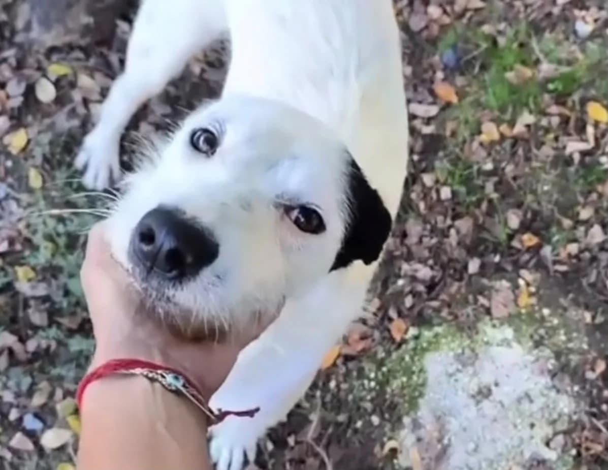Tintin, male 4yo Mixed Breed for adoption at Hundehoffnung-Berlin