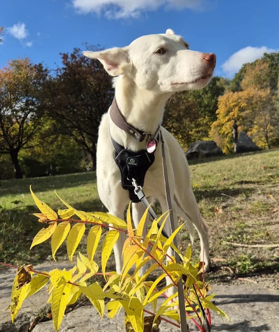 Dafne, female senior Mixed Breed for adoption at Hundehoffnung-Berlin