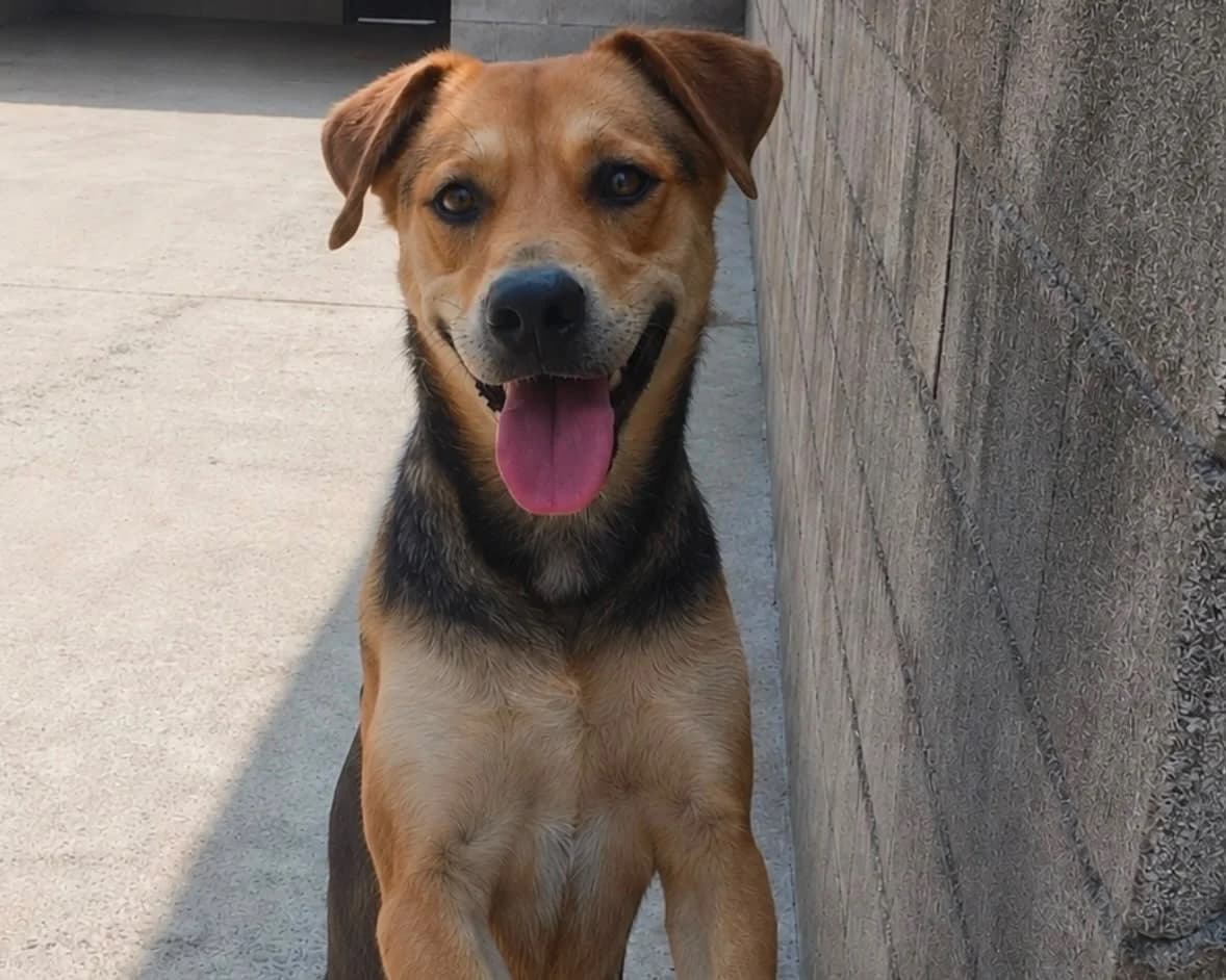 Catuxa, female 5yo Mixed Breed for adoption at Hundehoffnung-Berlin
