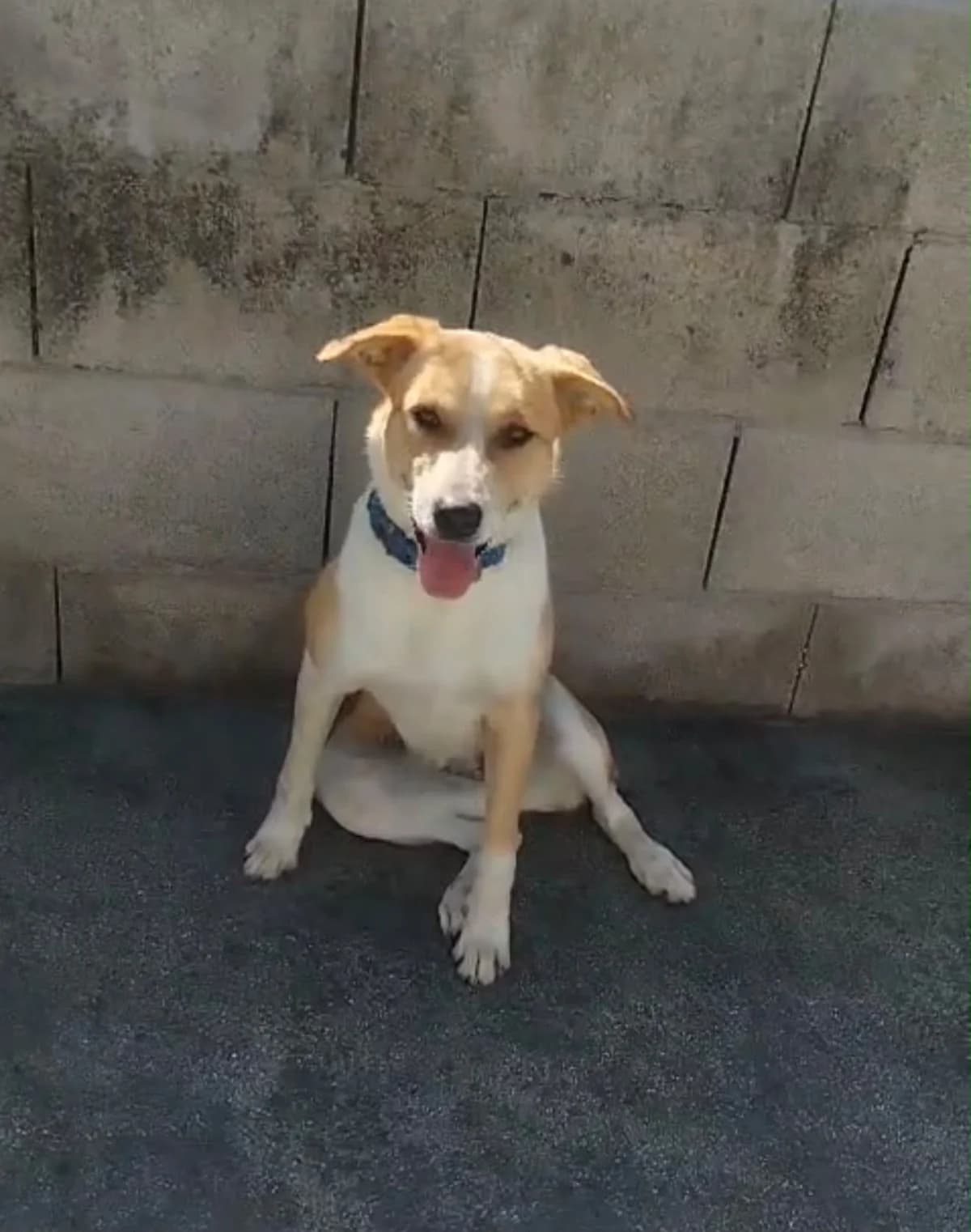 Stacy, female young Mixed Breed for adoption at Hundehoffnung-Berlin