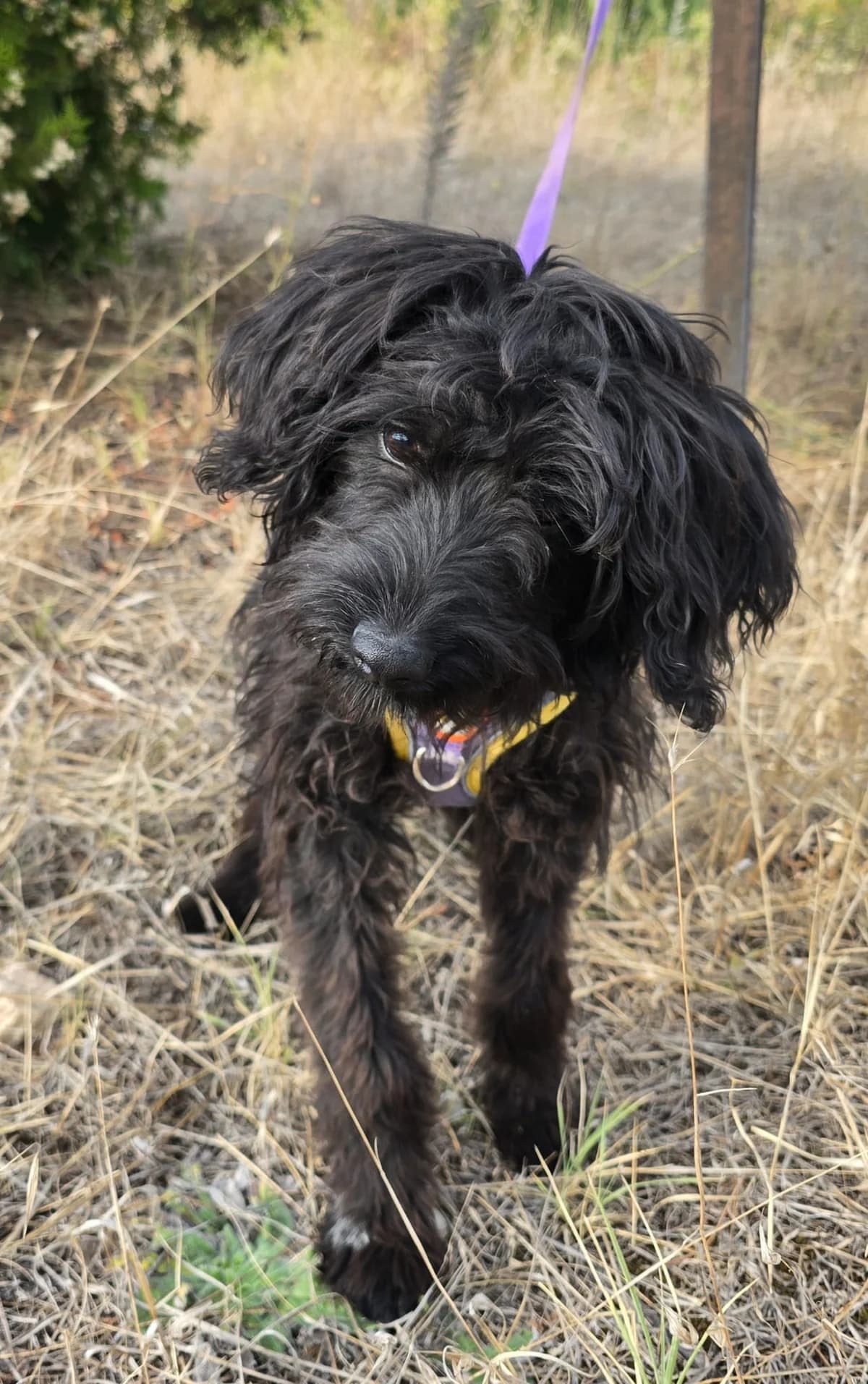 Papi, male puppy Poodle for adoption at Hundehoffnung-Berlin