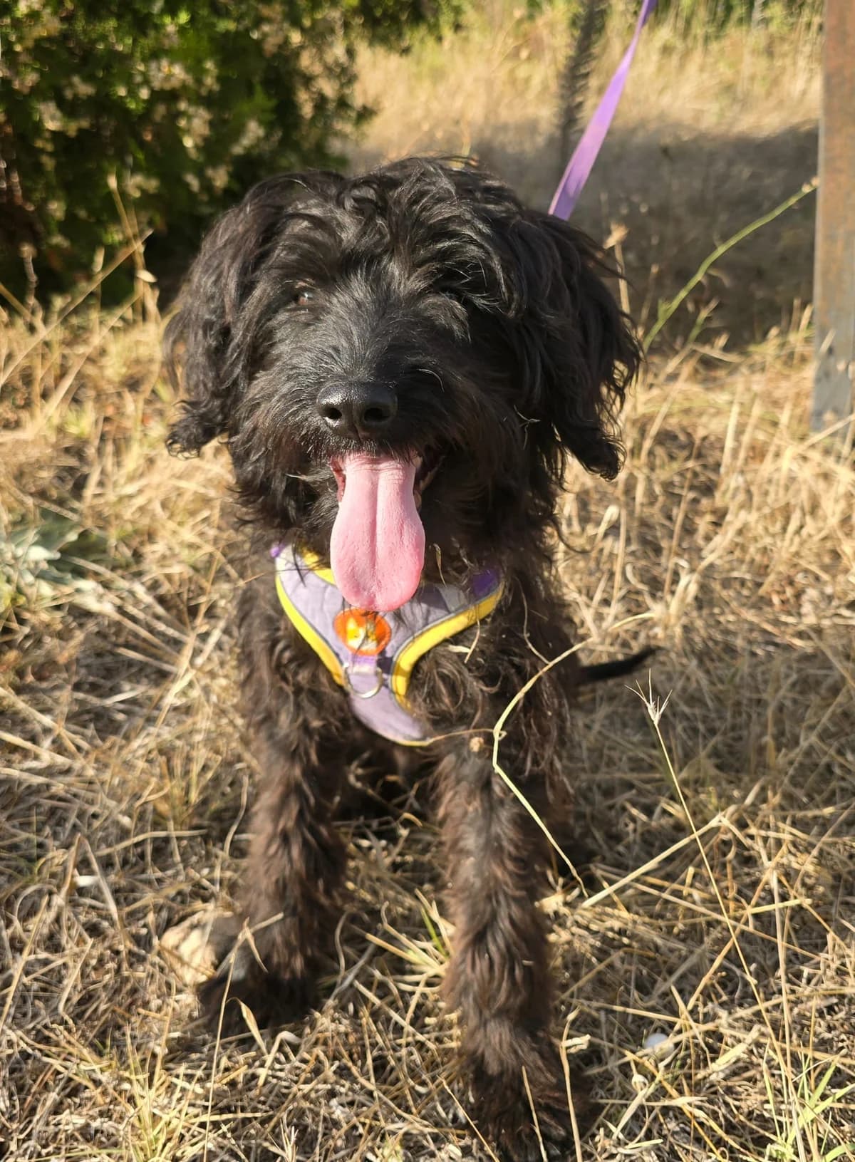 Papi, male puppy Poodle for adoption at Hundehoffnung-Berlin