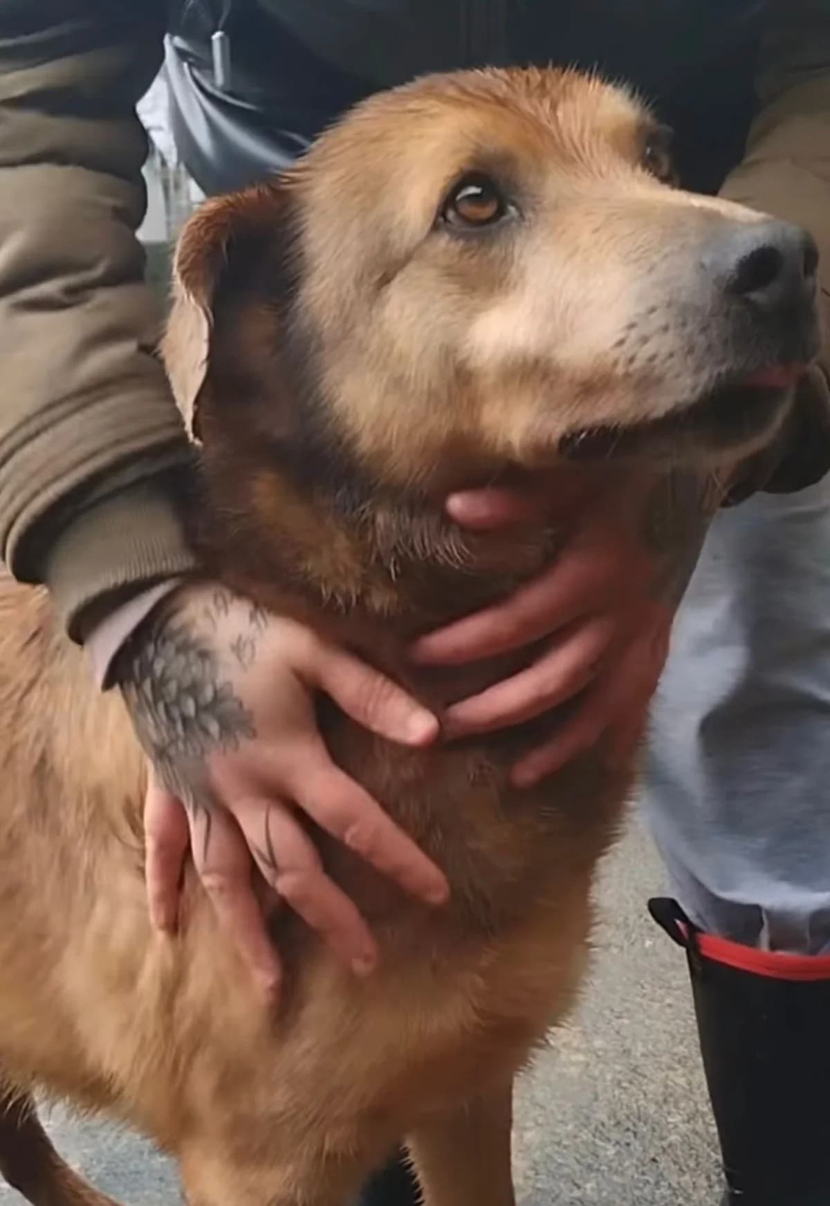 Max, male Mixed Breed for adoption at Hundehoffnung-Berlin