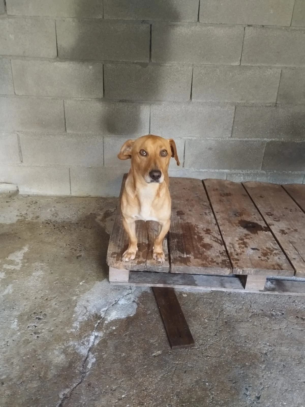 Sebas, male 3yo Mixed Breed for adoption at Hundehoffnung-Berlin