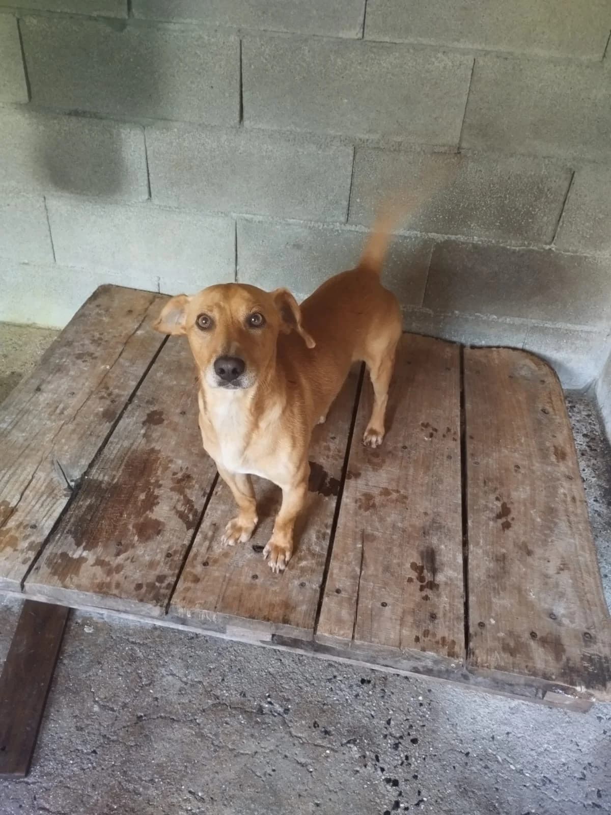 Sebas, male senior Mixed Breed for adoption at Hundehoffnung-Berlin