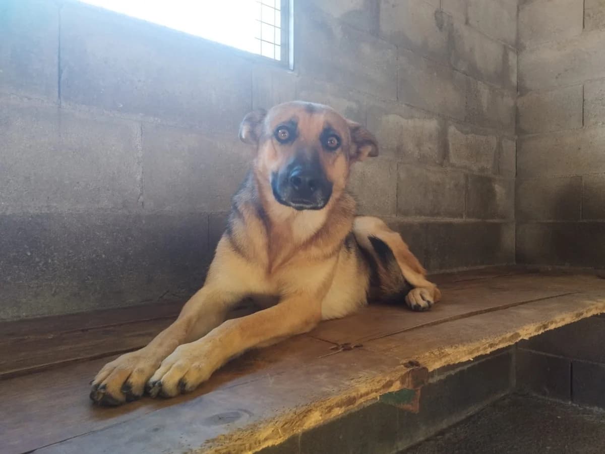 Lluvia, female senior Mixed Breed for adoption at Hundehoffnung-Berlin