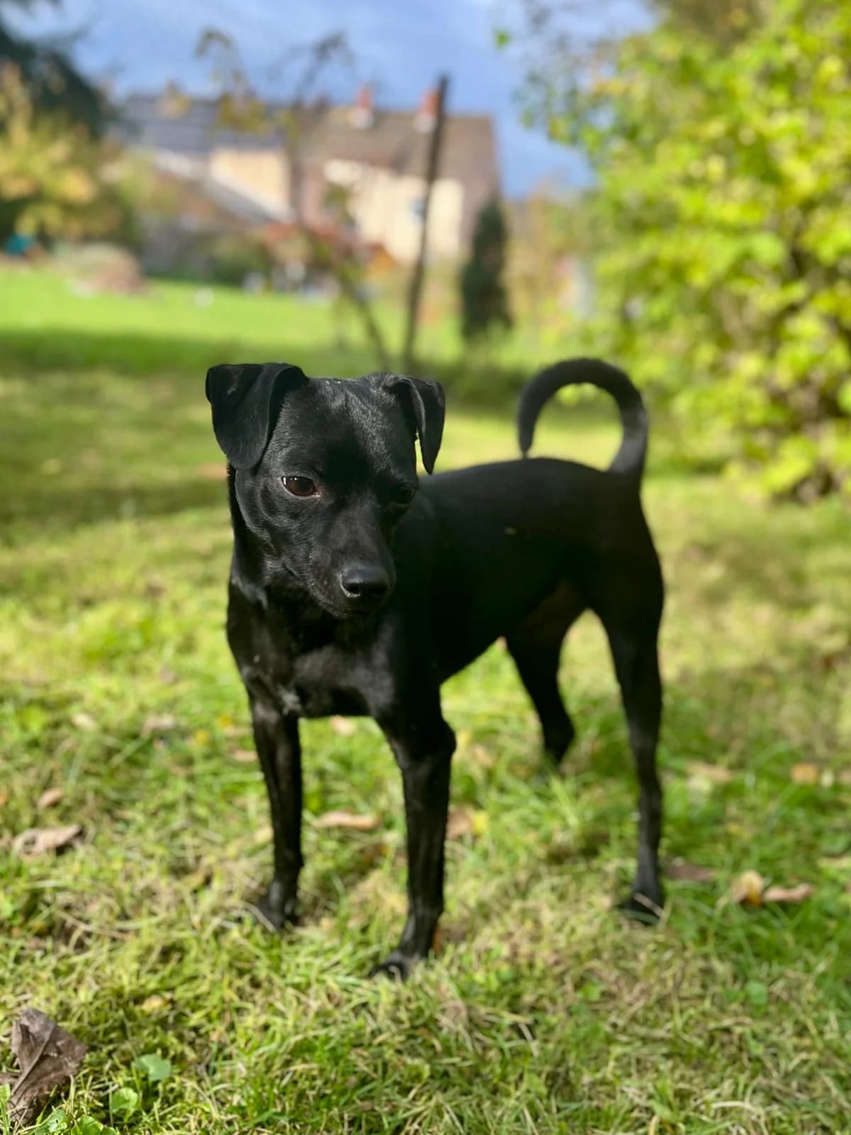 Cooper, male senior German Shepherd for adoption at Hundehoffnung-Berlin