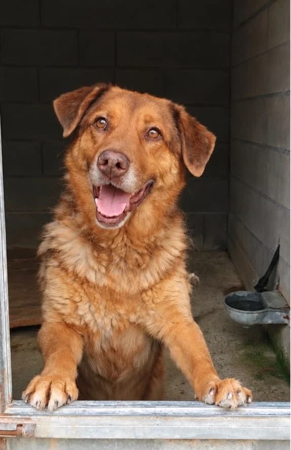 Dexter, male senior Mixed Breed for adoption at Hundehoffnung-Berlin
