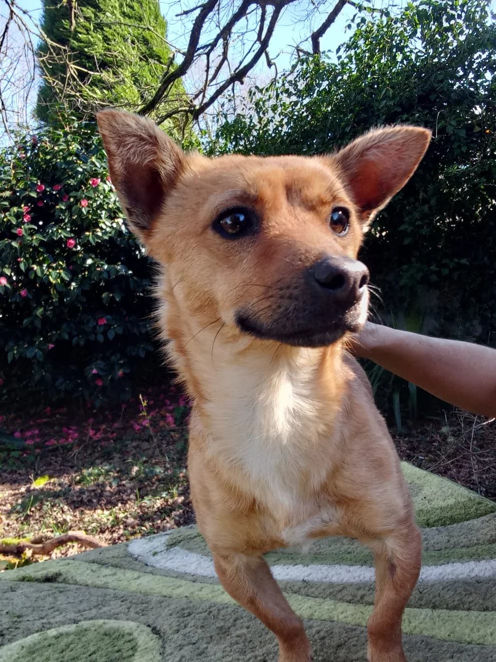 Püppi, female senior German Shepherd for adoption at Hundehoffnung-Berlin