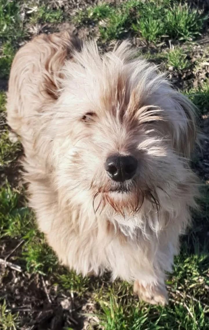 Melissa, female senior Havanese for adoption at Hundehoffnung-Berlin