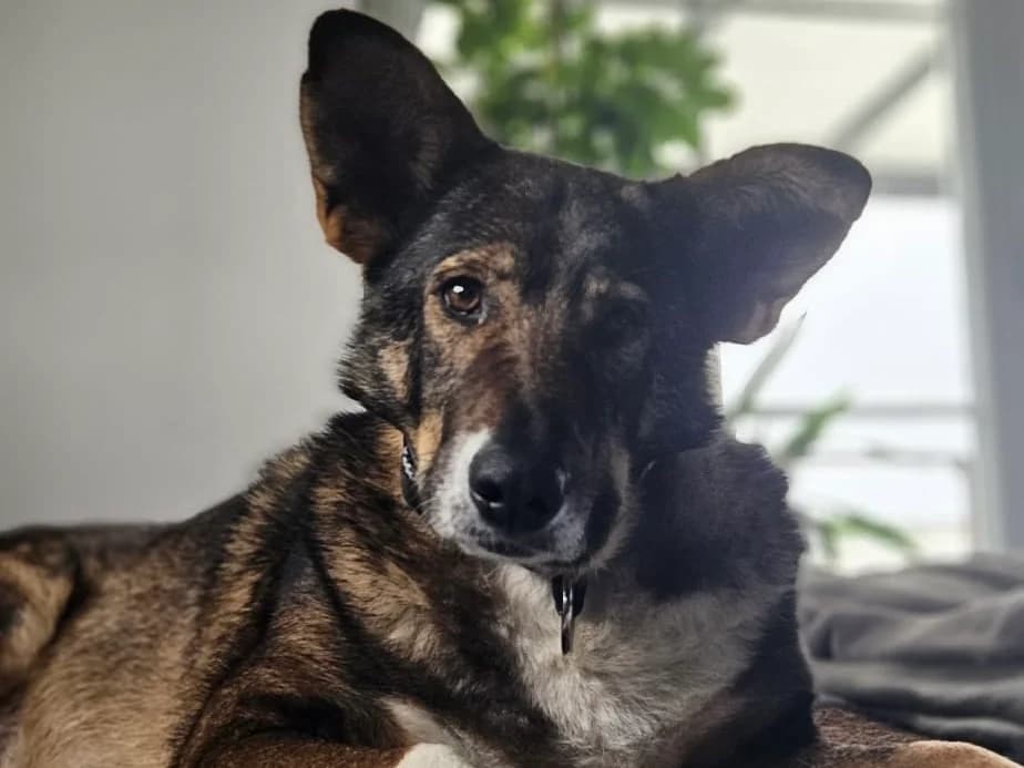 Vainilla, female German Shepherd for adoption at Hundehoffnung-Berlin