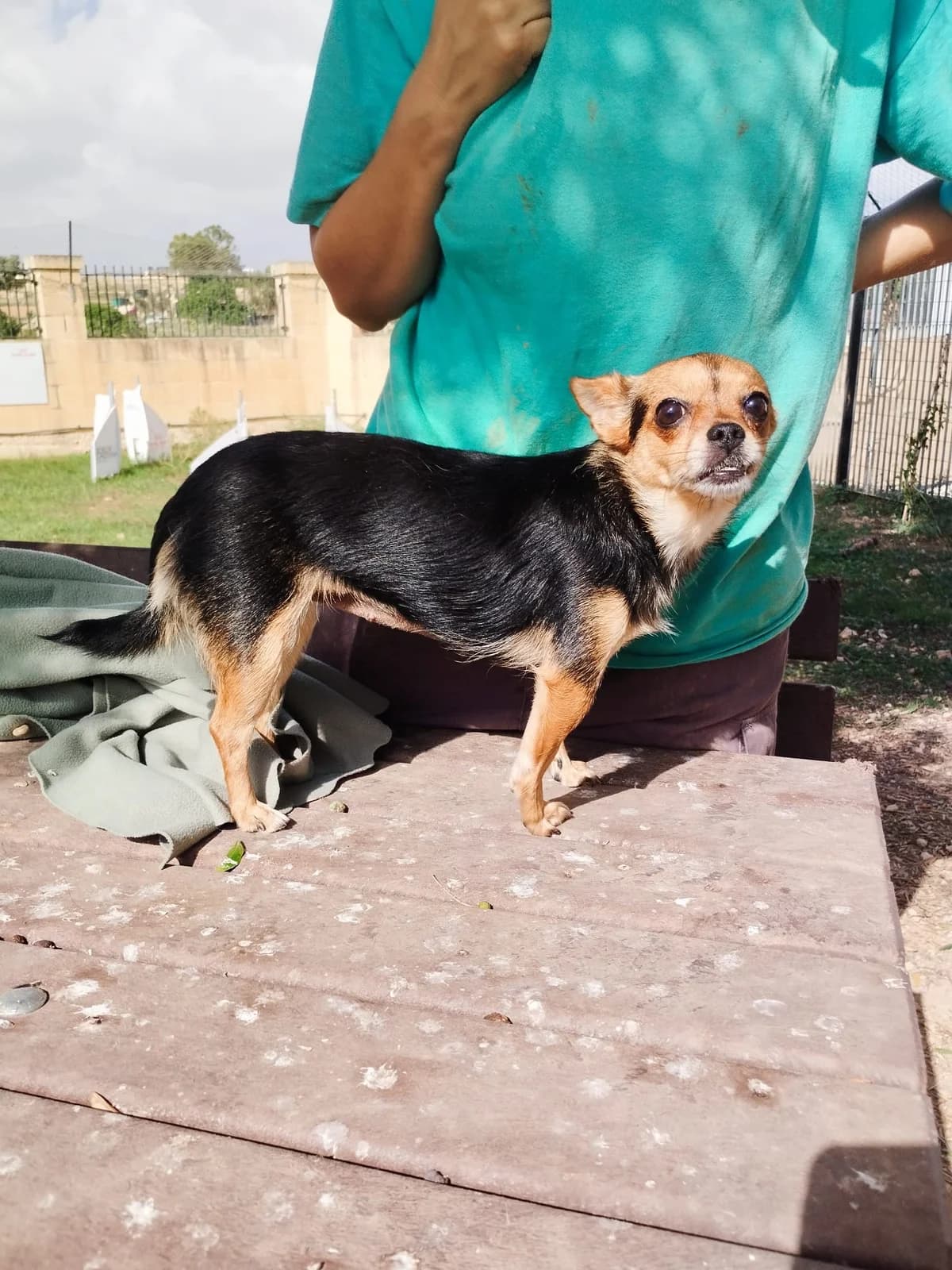 Kucci, female senior Chihuahua for adoption at Hundehoffnung-Berlin