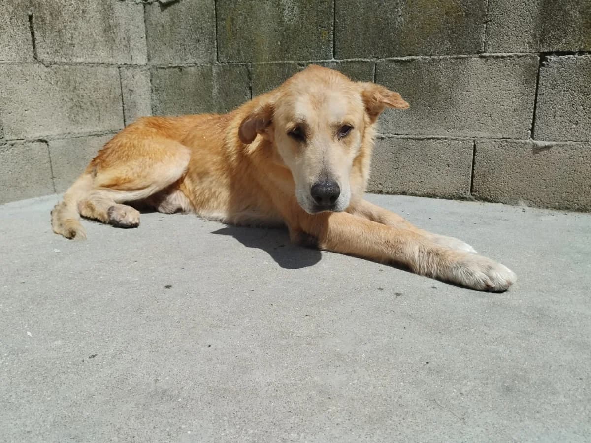 Cari, male senior Mixed Breed for adoption at Hundehoffnung-Berlin