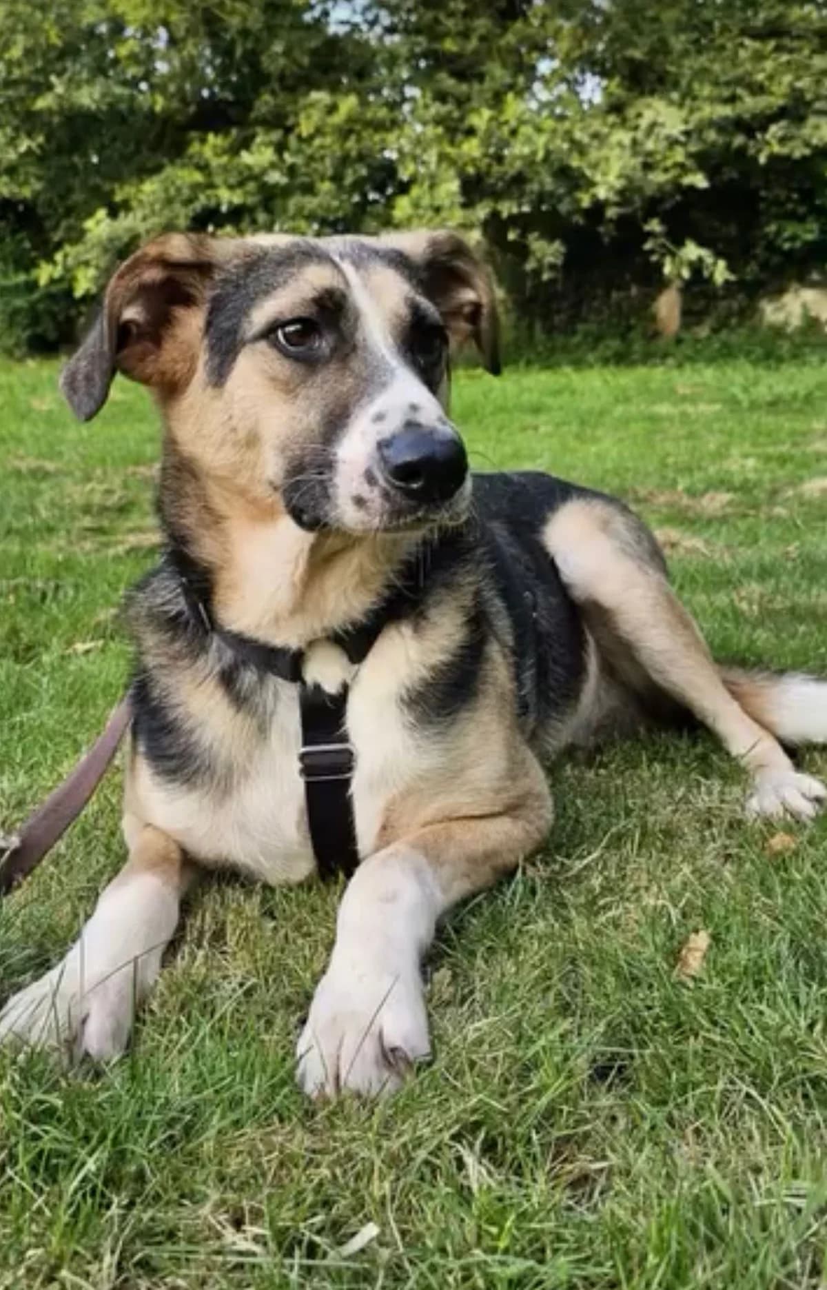 Valentin, male young Mixed Breed for adoption at Hundehoffnung-Berlin