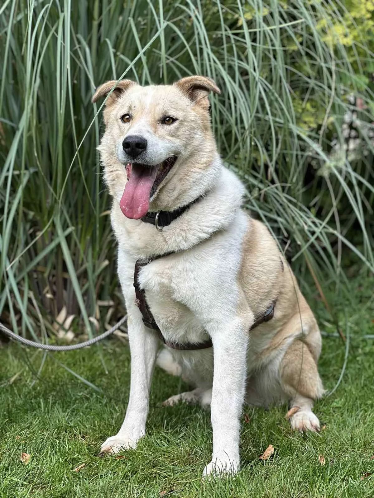 Aron, male senior Mixed Breed for adoption at Hundehoffnung-Berlin