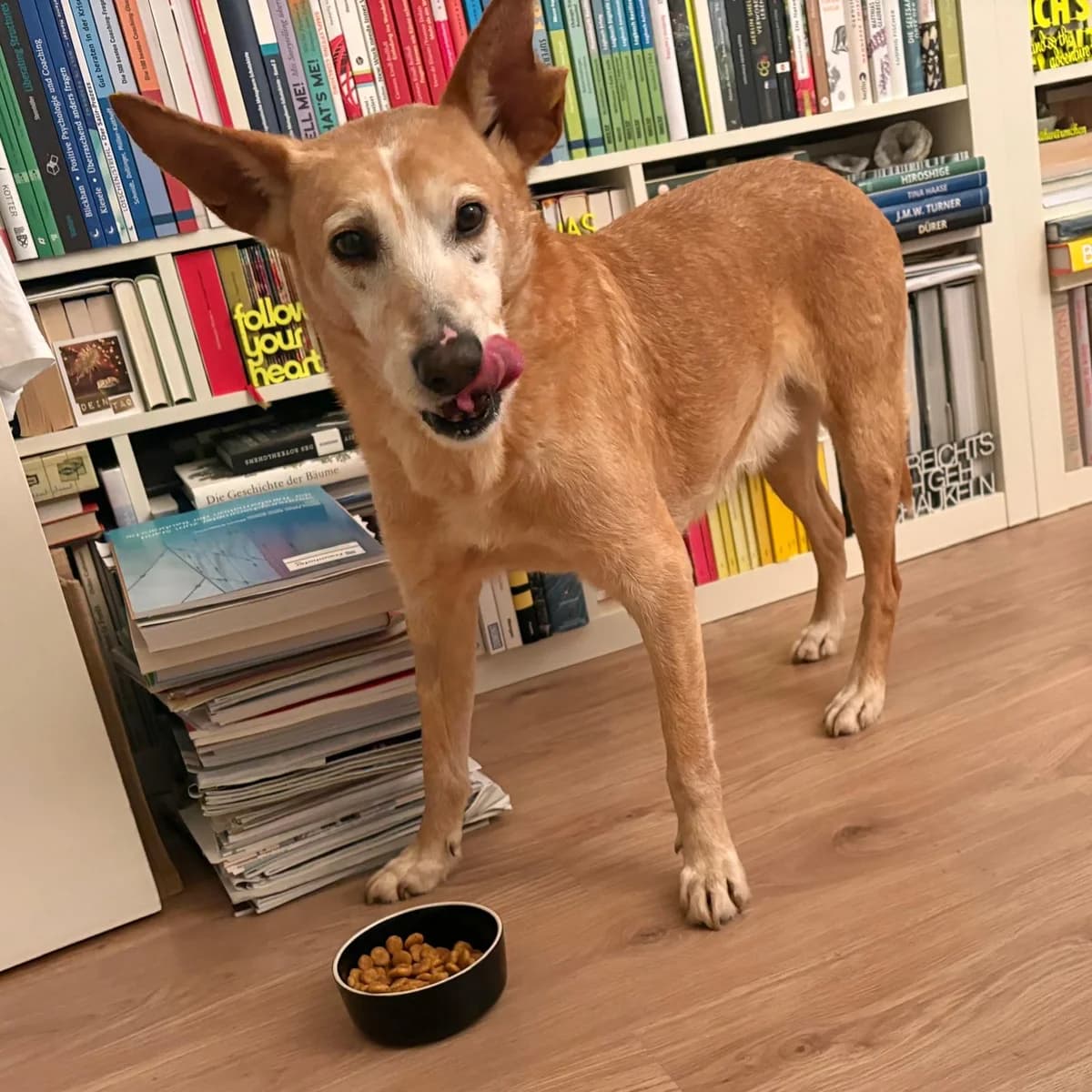 Beba, female Golden Retriever for adoption at Hundehoffnung-Berlin