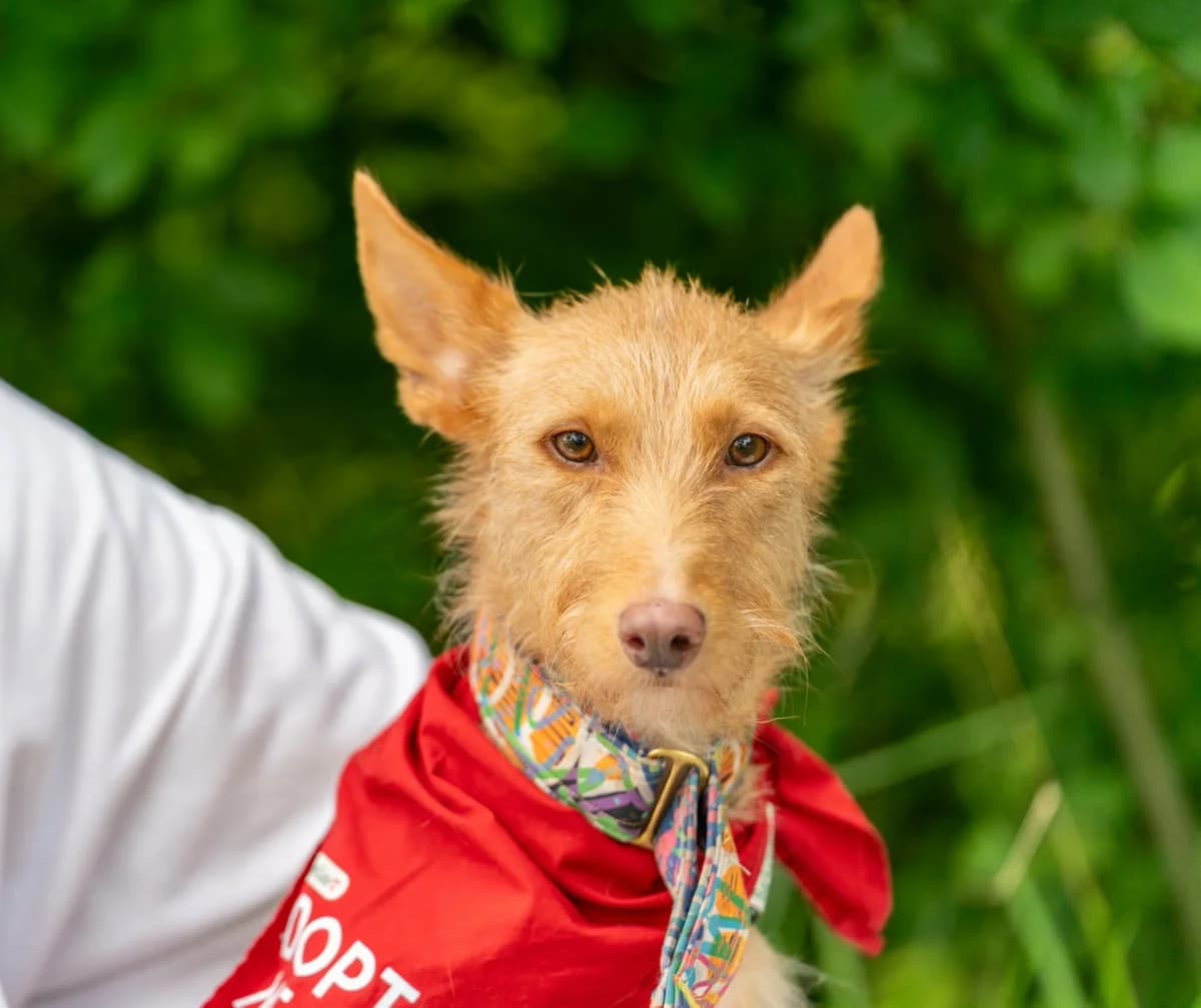 Tano / Tom, male 3yo Mixed Breed for adoption at Hundehoffnung-Berlin