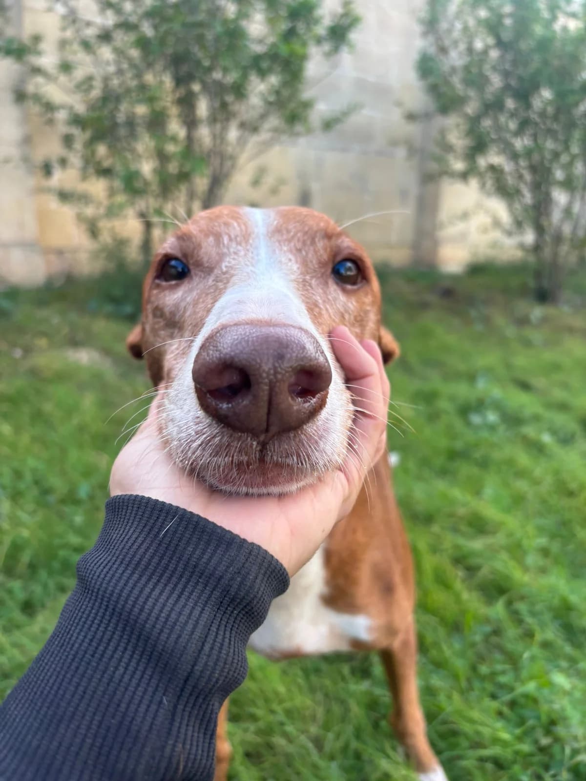 Elias, male senior Shar Pei for adoption at Hundehoffnung-Berlin