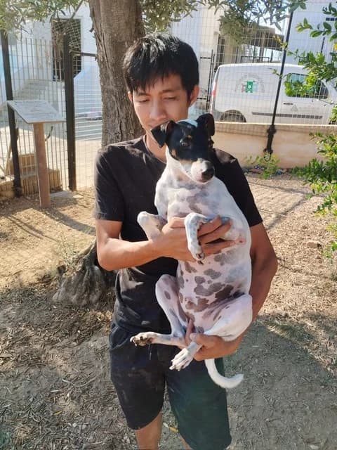 Chucky, male 5yo Mixed Breed for adoption at Hundehoffnung-Berlin
