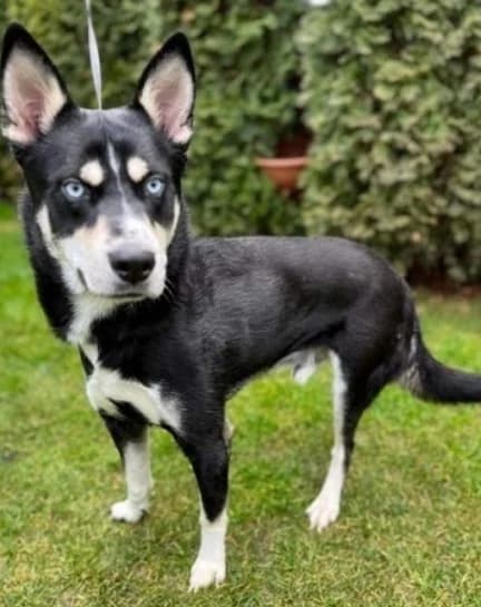 Sanara, female senior Shar Pei for adoption at Hundehoffnung-Berlin