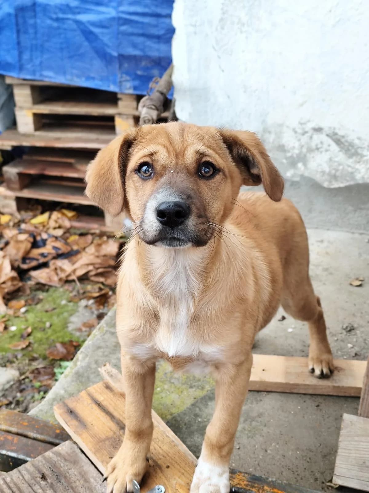 Ethel, female Mixed Breed for adoption at Hundehoffnung-Berlin