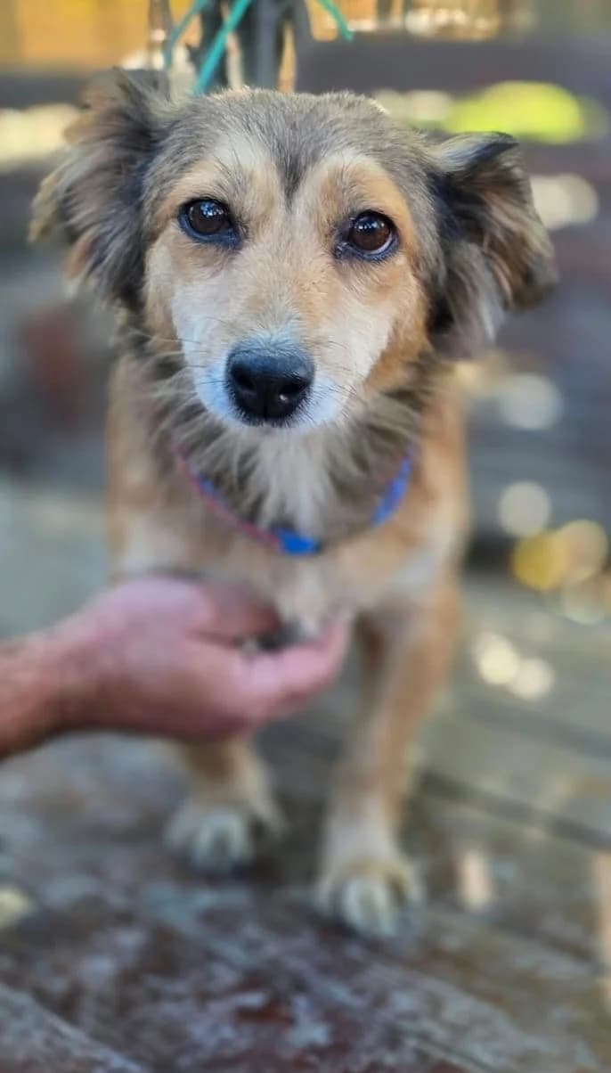 Zorana, female senior Mixed Breed for adoption at Hundehoffnung-Berlin