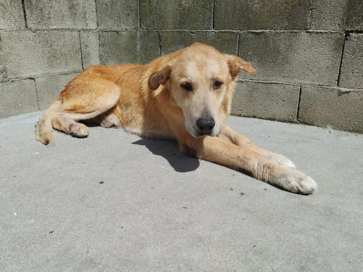 Enzo, male senior Labrador Retriever for adoption at Hundehoffnung-Berlin