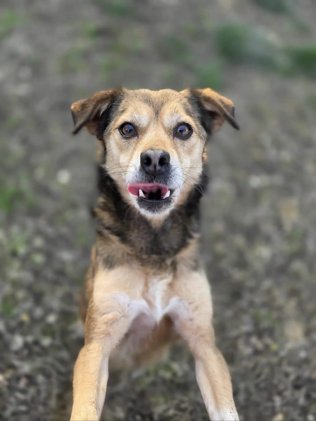 Pino, male senior Mixed Breed for adoption at Hundehoffnung-Berlin
