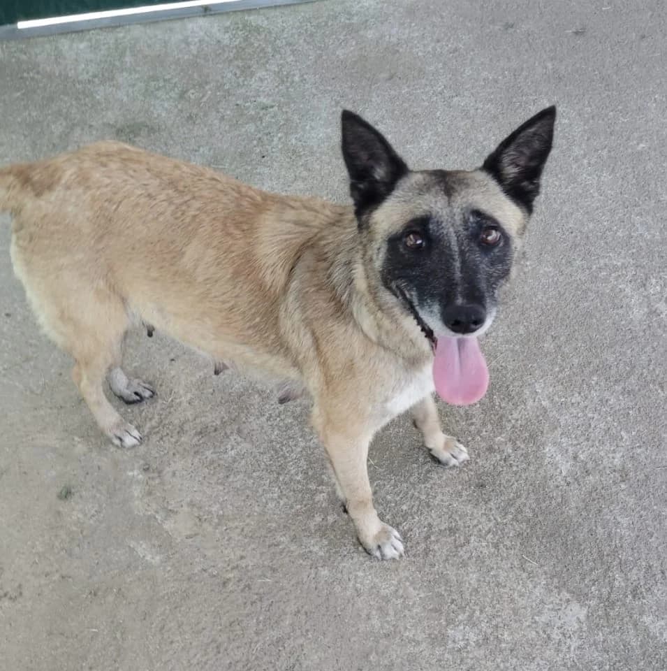 Marco, male senior German Shepherd for adoption at Hundehoffnung-Berlin