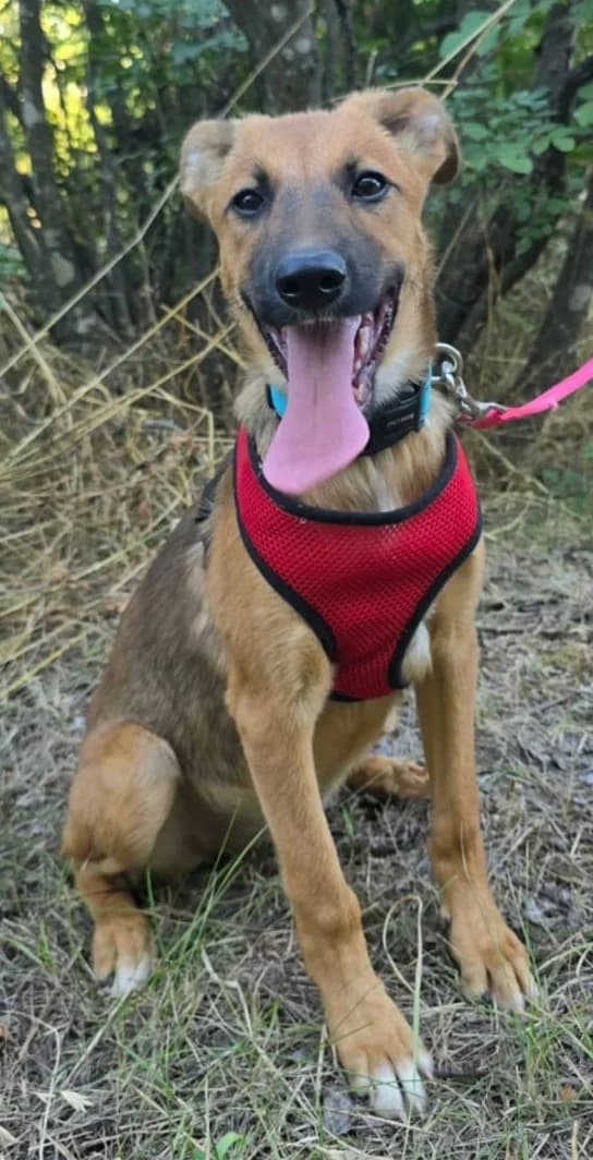 Ocean, male senior Mixed Breed for adoption at Hundehoffnung-Berlin