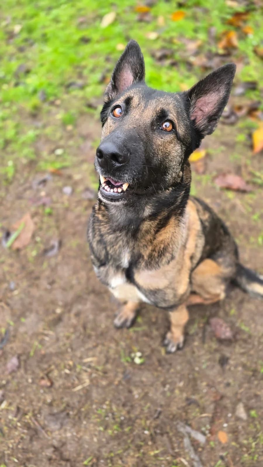 Lenda, female Belgian Malinois for adoption at Hundehoffnung-Berlin