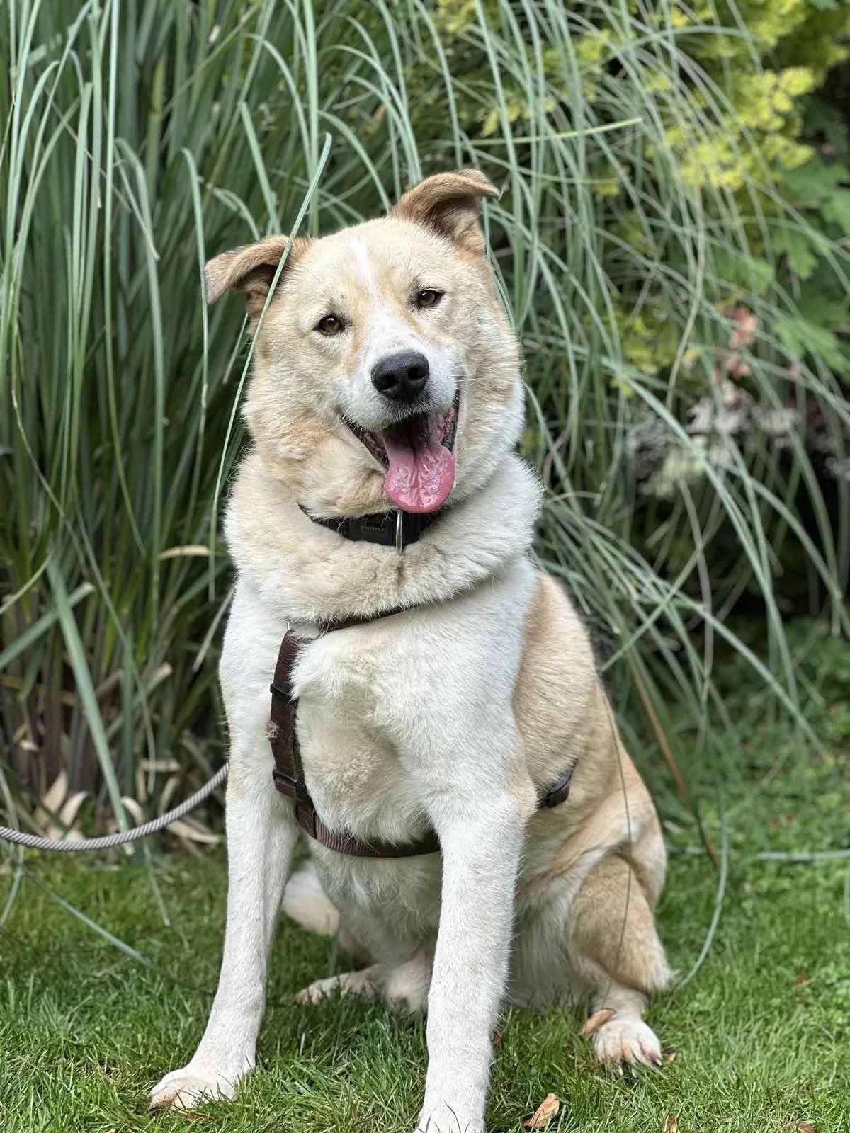 Aron, male senior Mixed Breed for adoption at Hundehoffnung-Berlin