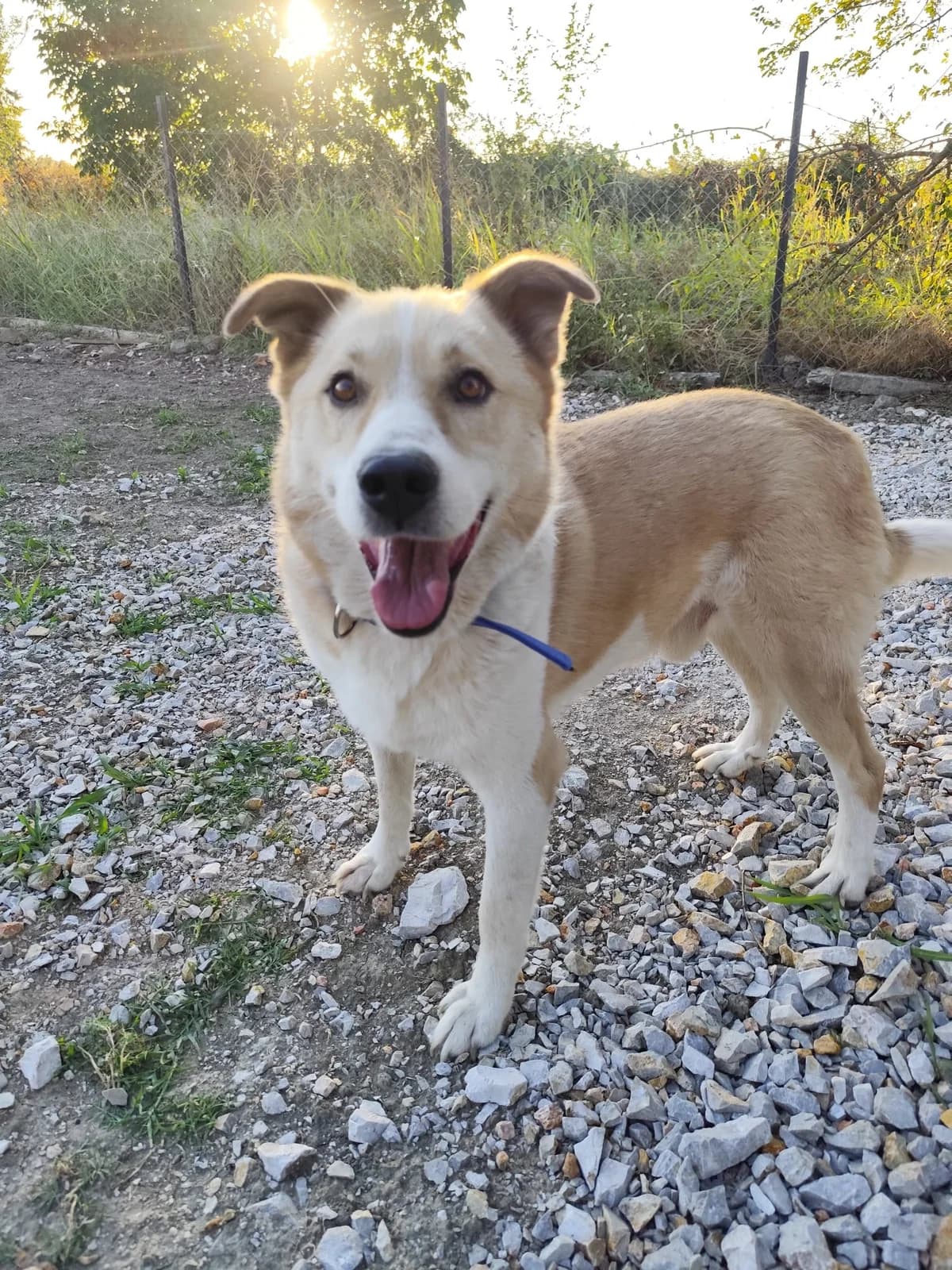 Aron, male senior Mixed Breed for adoption at Hundehoffnung-Berlin