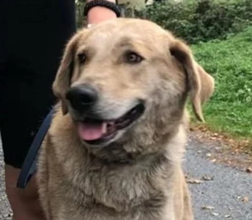 Aron, male senior Golden Retriever for adoption at Hundehoffnung-Berlin