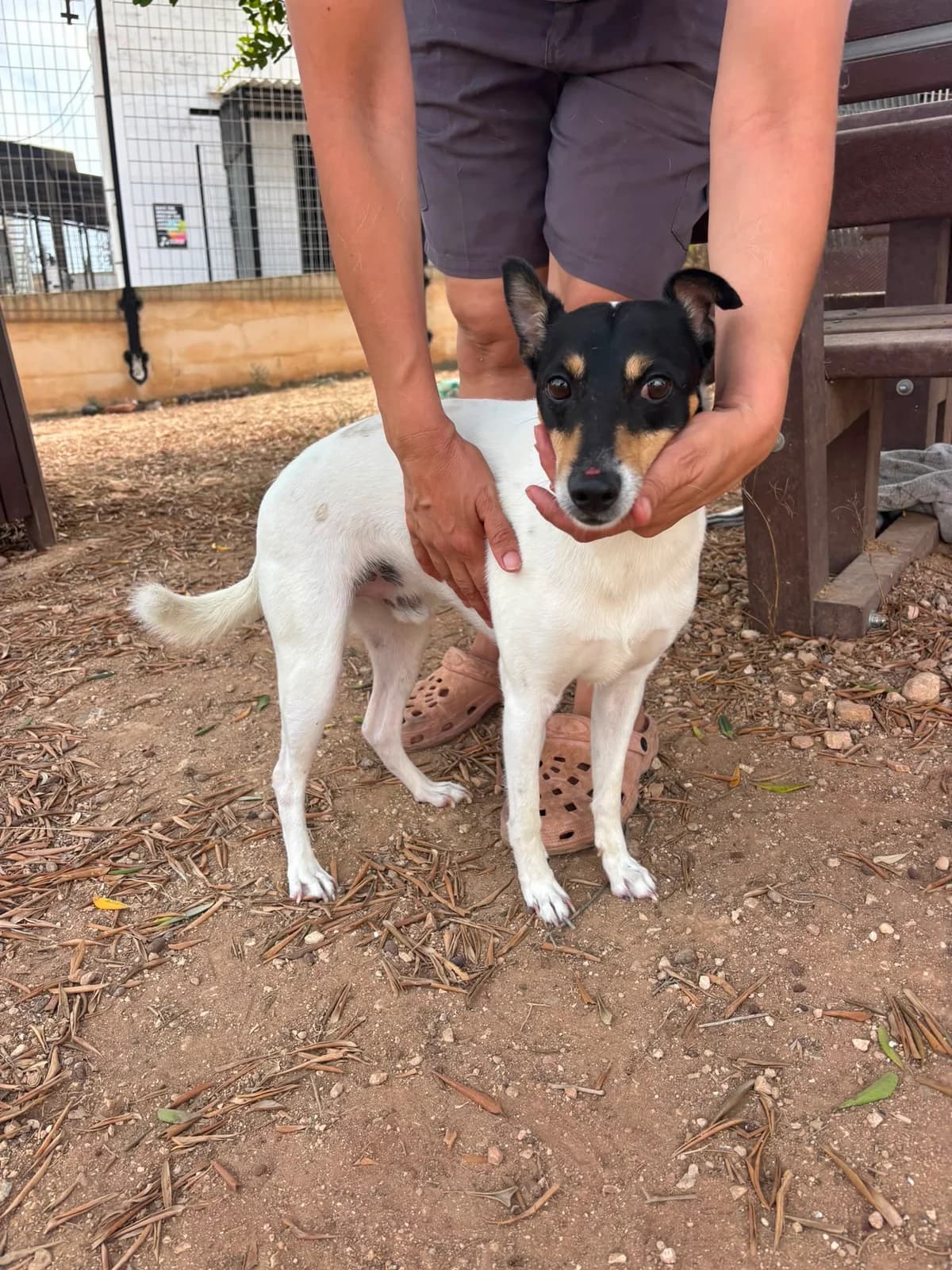 Felix, male 4yo Mixed Breed for adoption at Hundehoffnung-Berlin