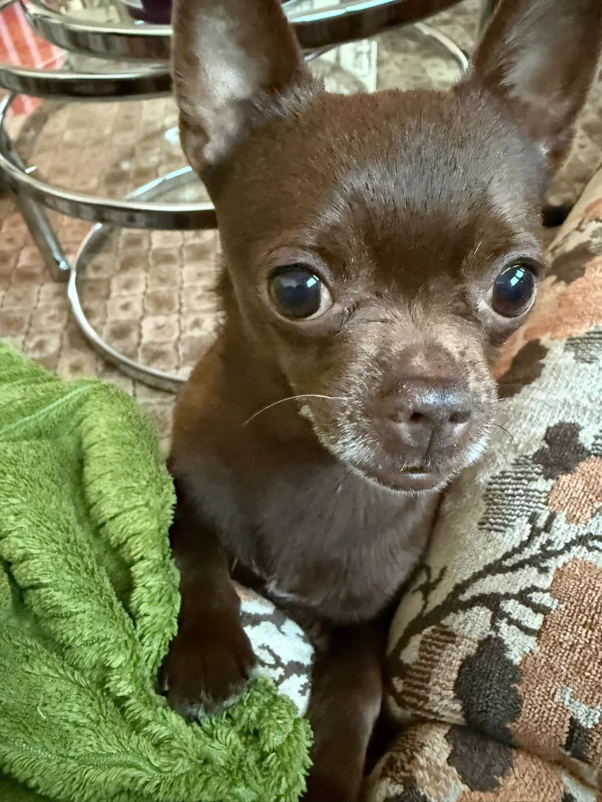 Candy, female Chihuahua for adoption at Hundehoffnung-Berlin