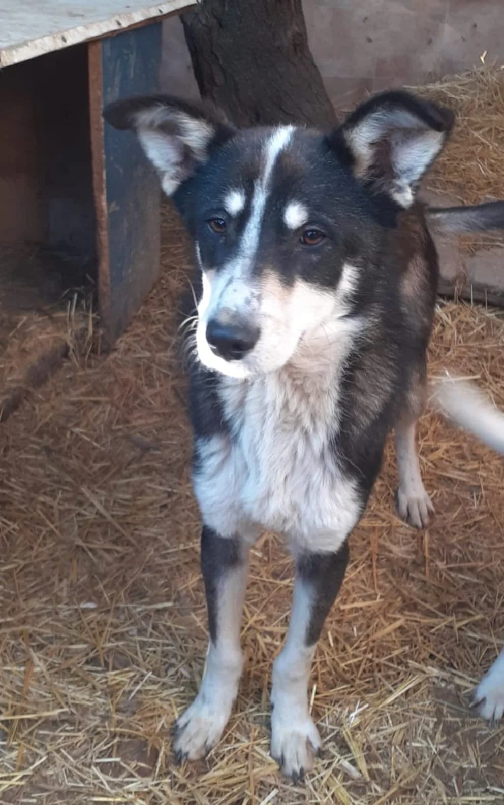 Karl, male senior Mixed Breed for adoption at Hundehoffnung-Berlin