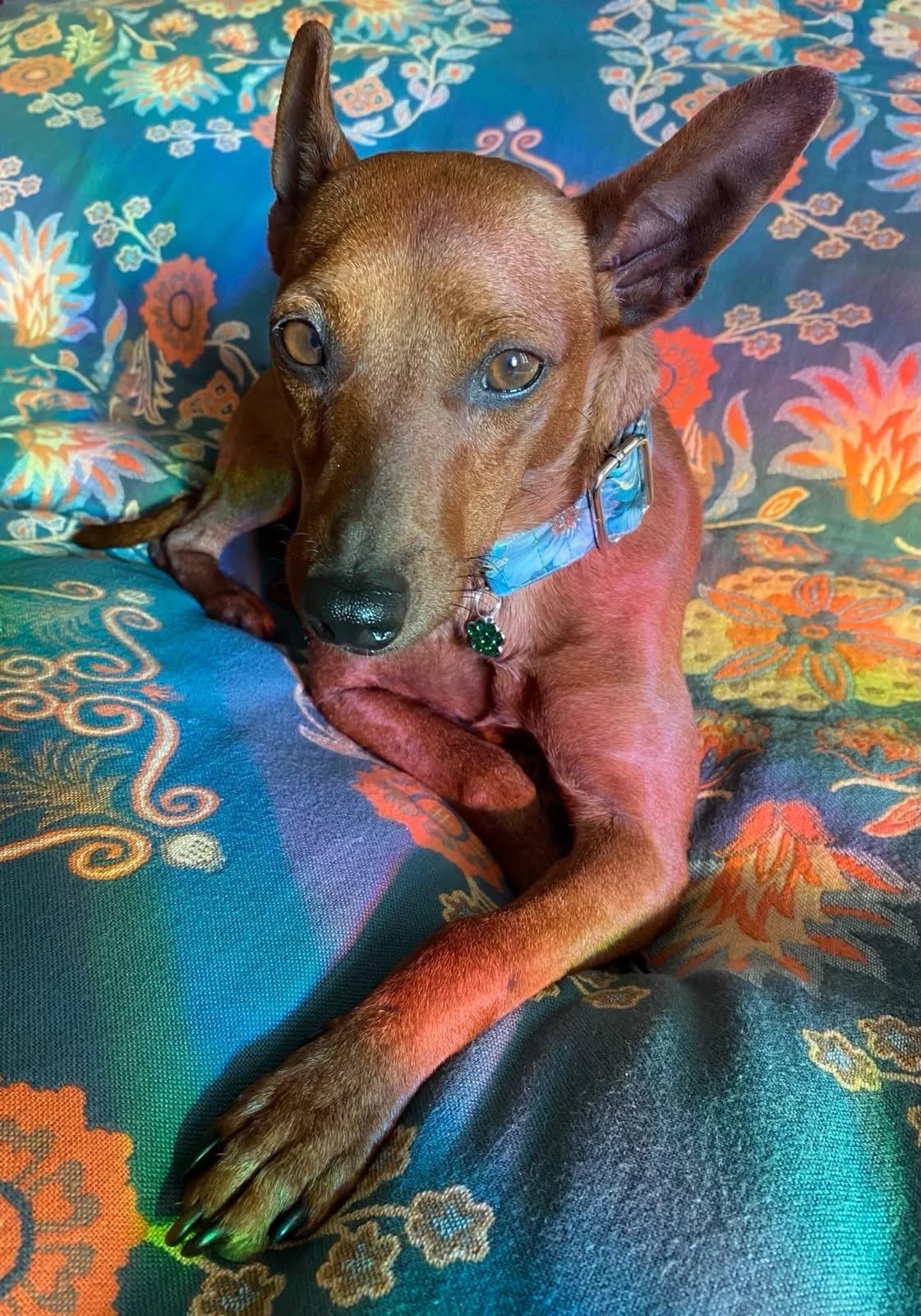 Paquito, male 3yo Mixed Breed for adoption at Hundehoffnung-Berlin