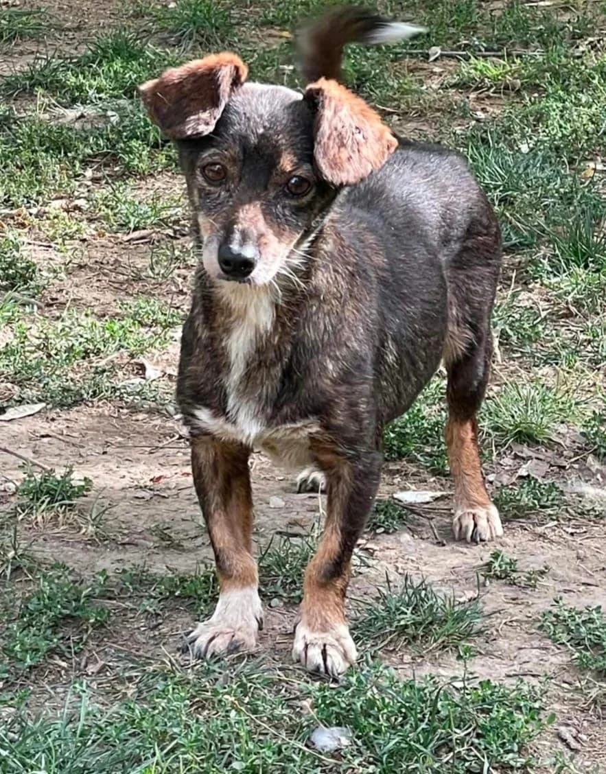 Lara, female senior Mixed Breed for adoption at Hundehoffnung-Berlin
