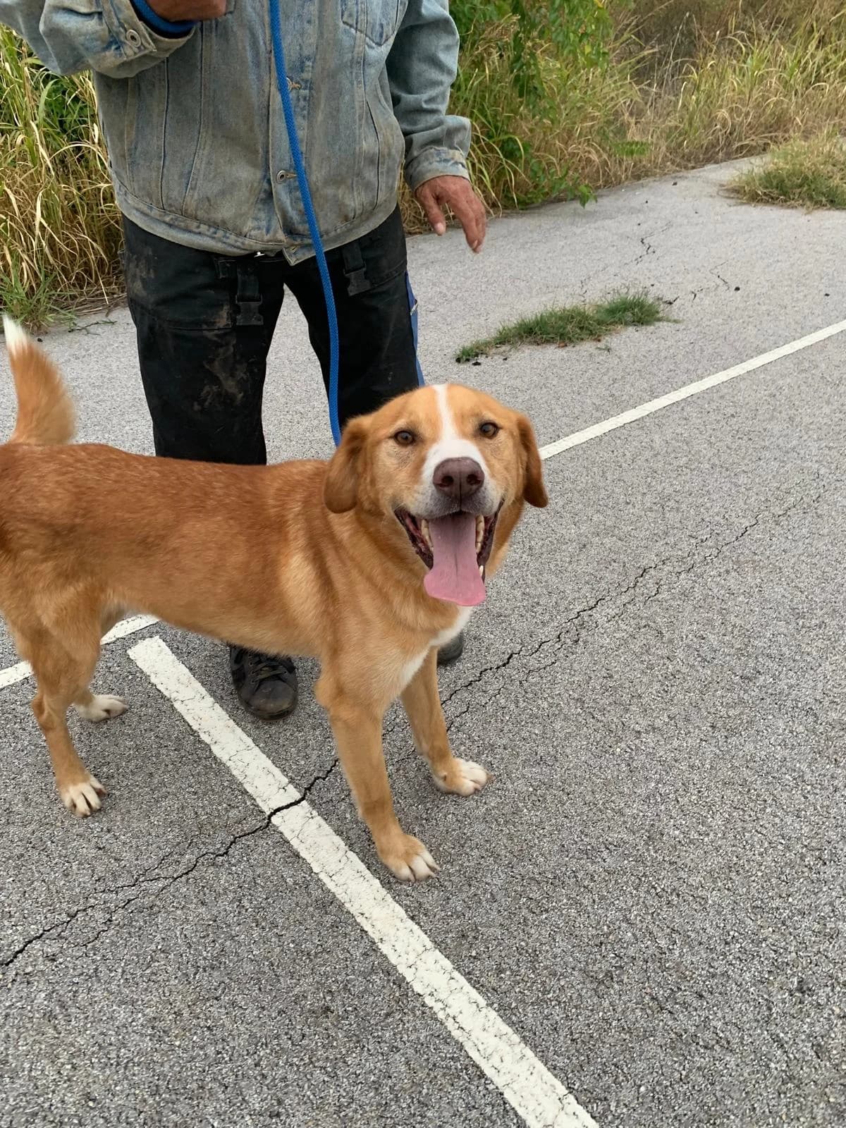 Milo, male 5yo Shar Pei for adoption at Hundehoffnung-Berlin