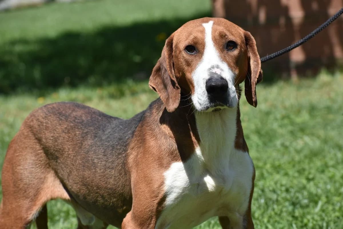 Goki, male 5yo Mixed Breed for adoption at Hundehoffnung-Berlin